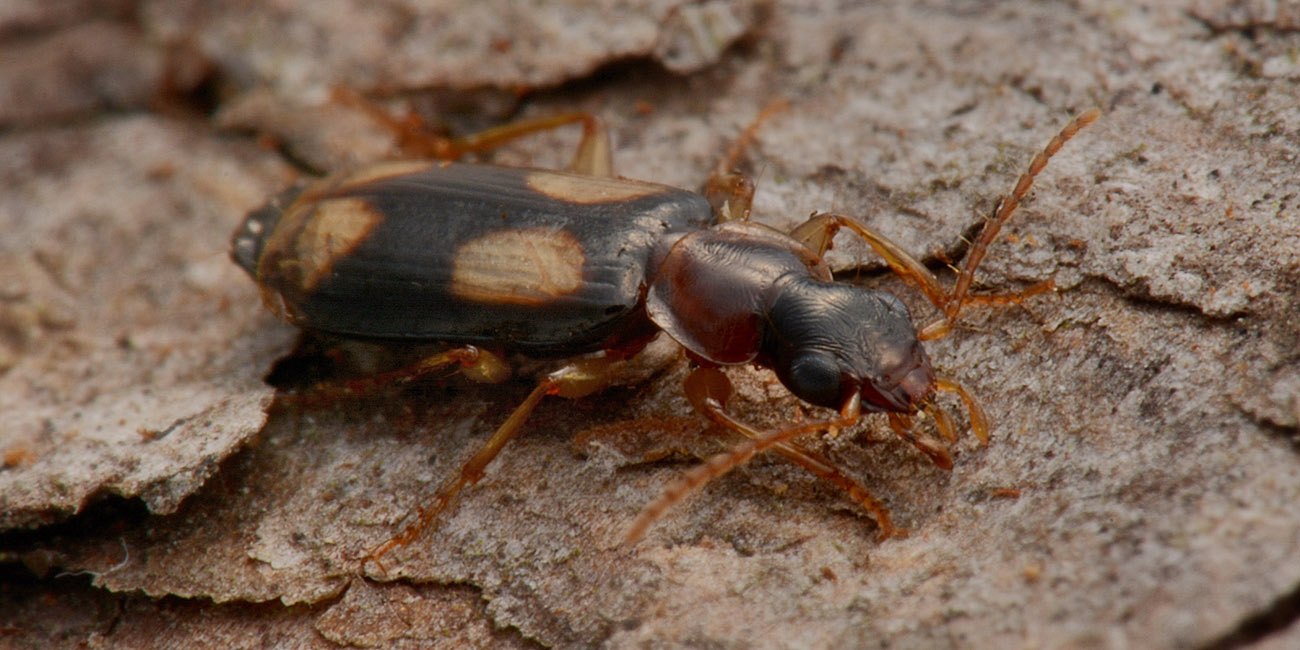 Carabidae: Dromius quadrimaculatus?  S !